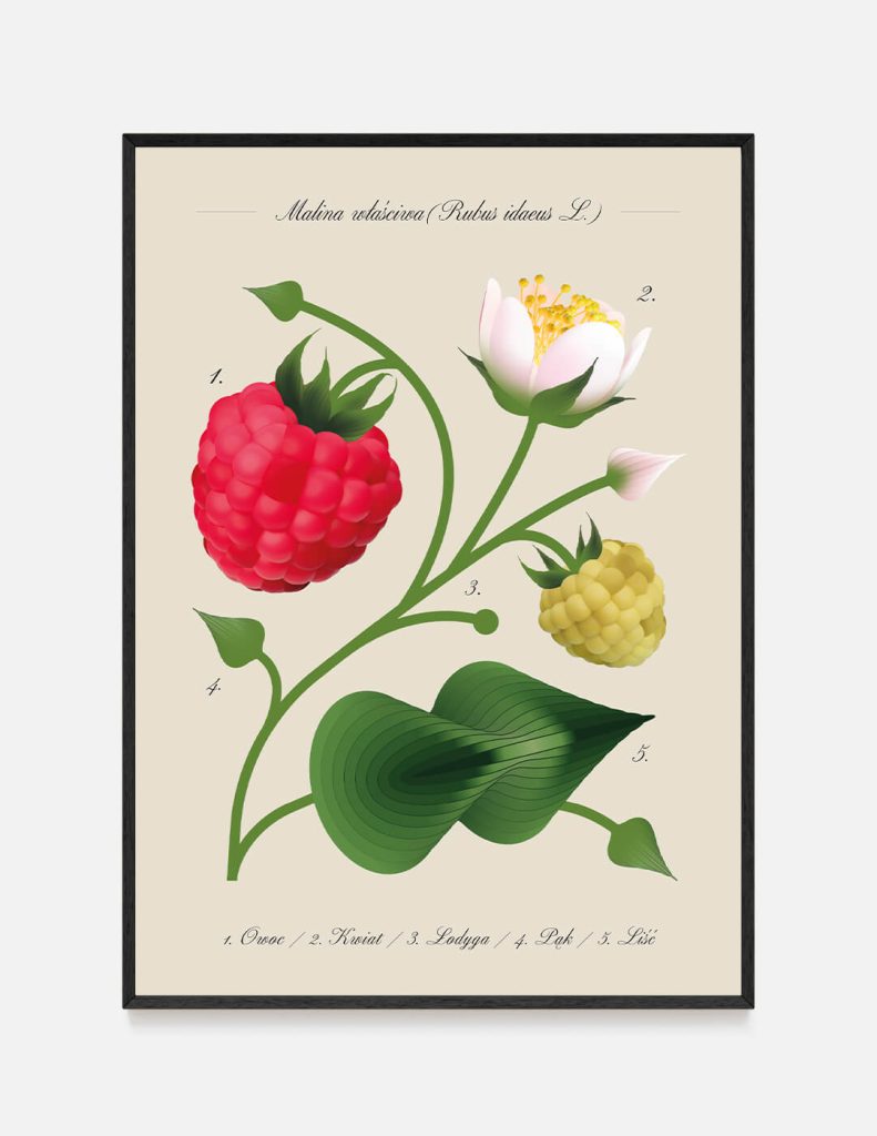 plakat MALINA